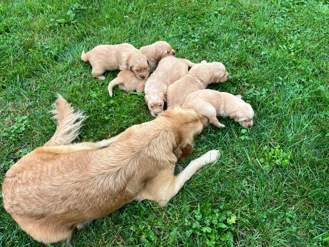 Golden Retriever honden te koop: Lieve donkere golden retriever pups in Zwartsluis - Advertentie 1