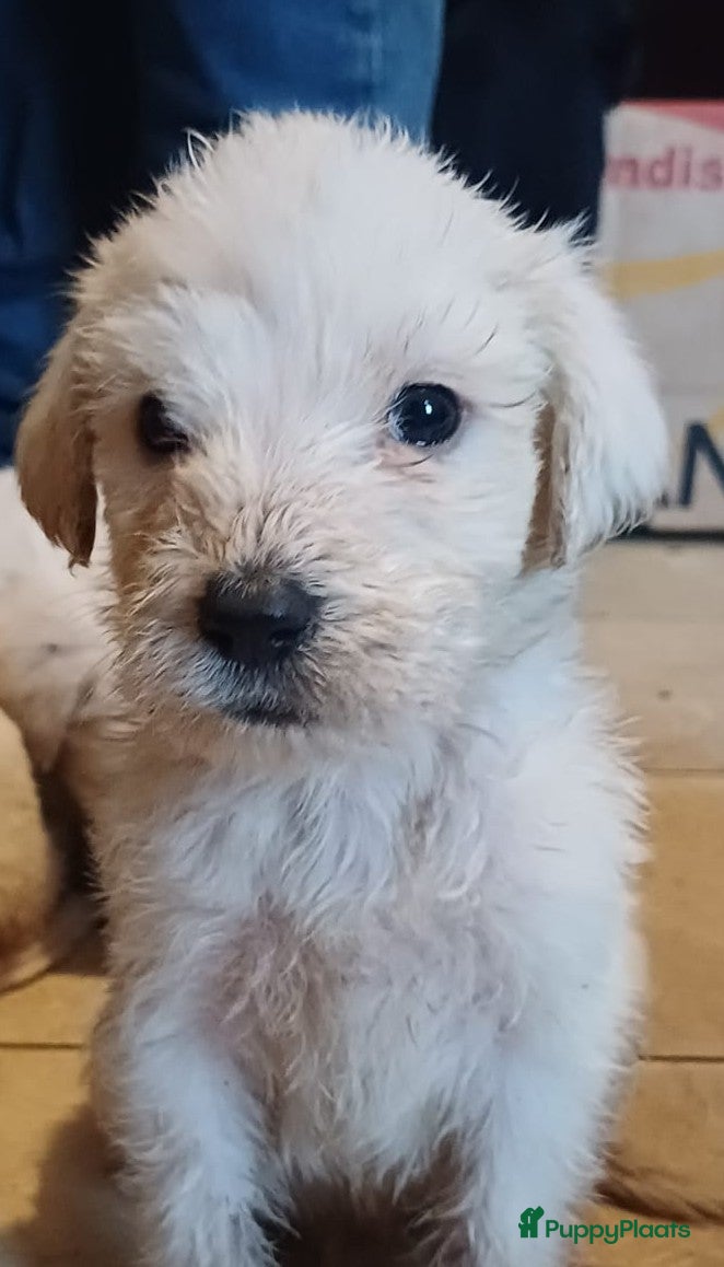 Kruising honden Ze zijn voor jou onze vier liefste laatste puppy's - Advertentie 1