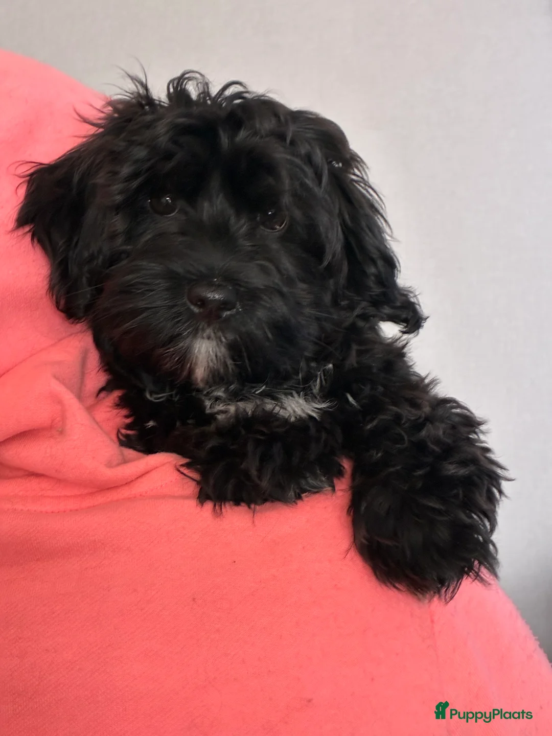 Havanezer honden te koop: Havanezer pup teefje - Advertentie 4