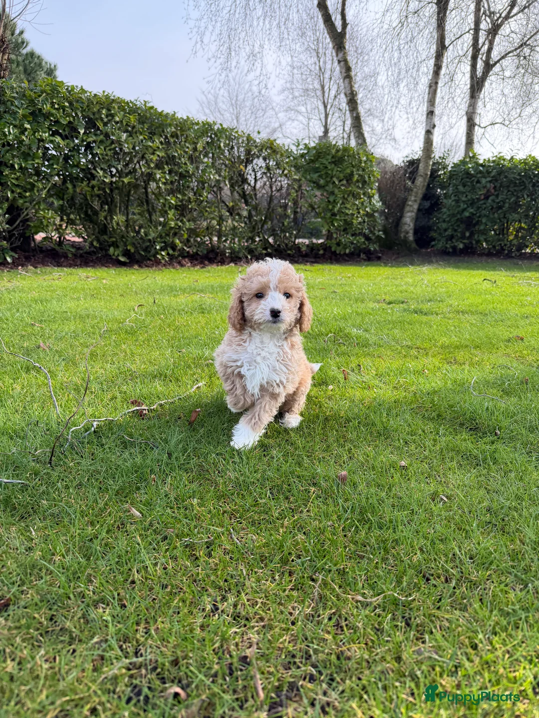 Labradoodle honden te koop: Mini Doodle (Poedel x Mini Labradoodle) pups - Advertentie 4