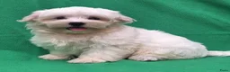 Maltezer honden te koop: Lieve Maltezer Pups 💕 - Advertentie 15