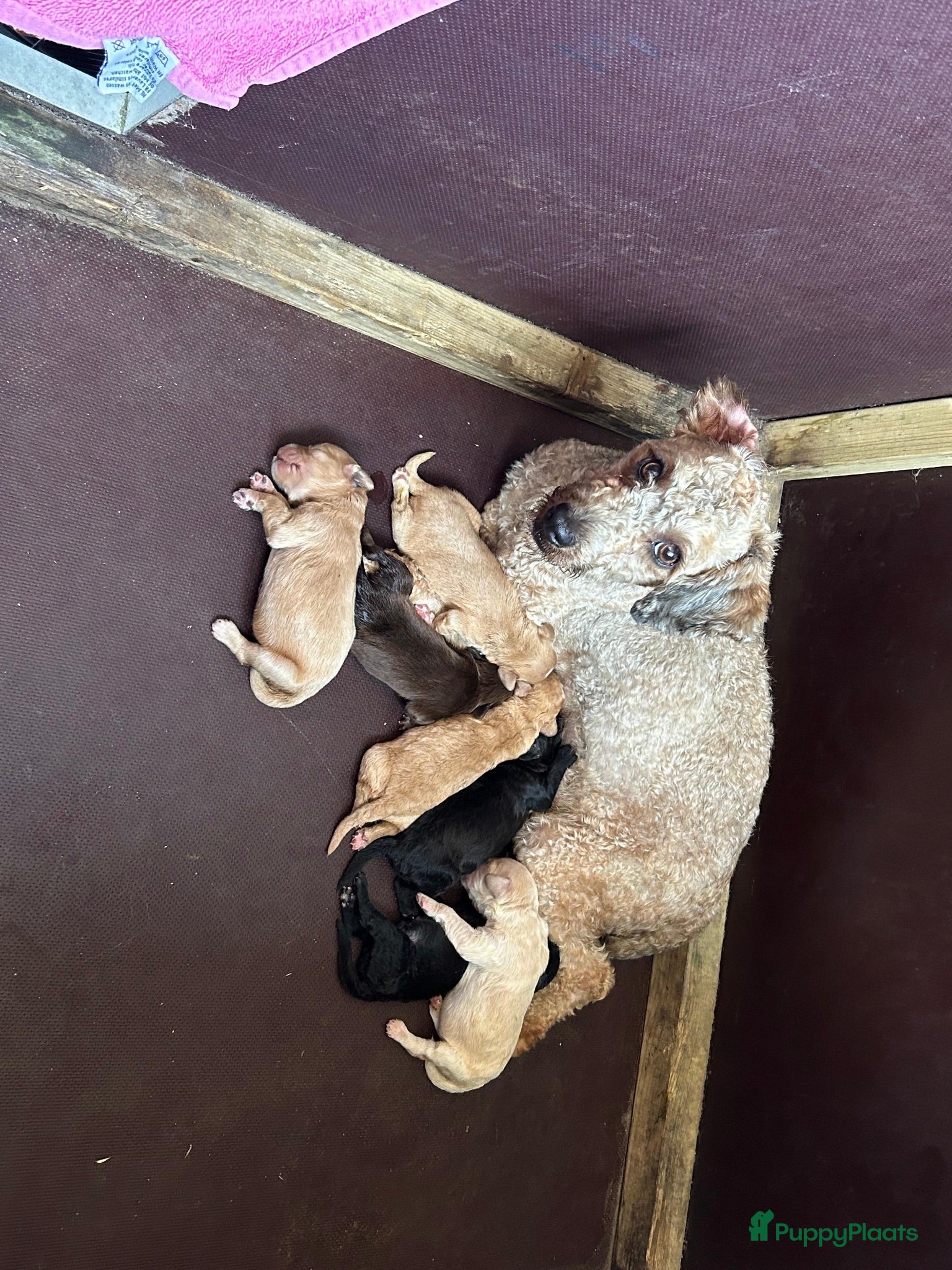 Maltipoo honden Maltipoo pups - Advertentie 13