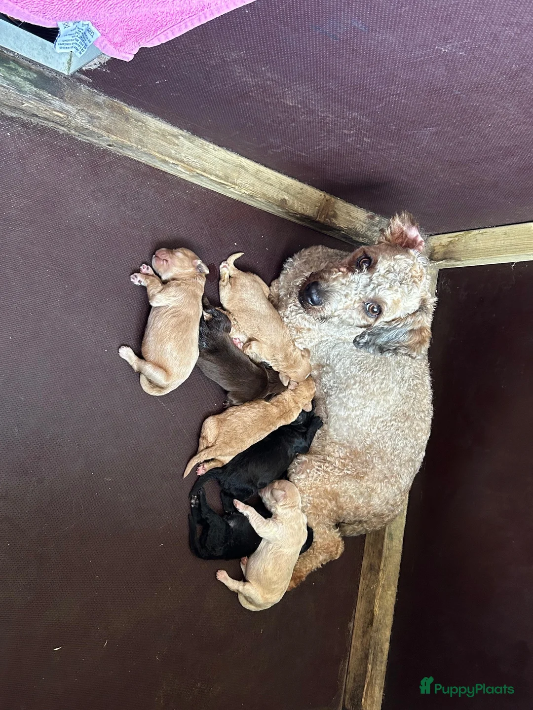 Maltipoo honden te koop: Maltipoo pups - Advertentie 1