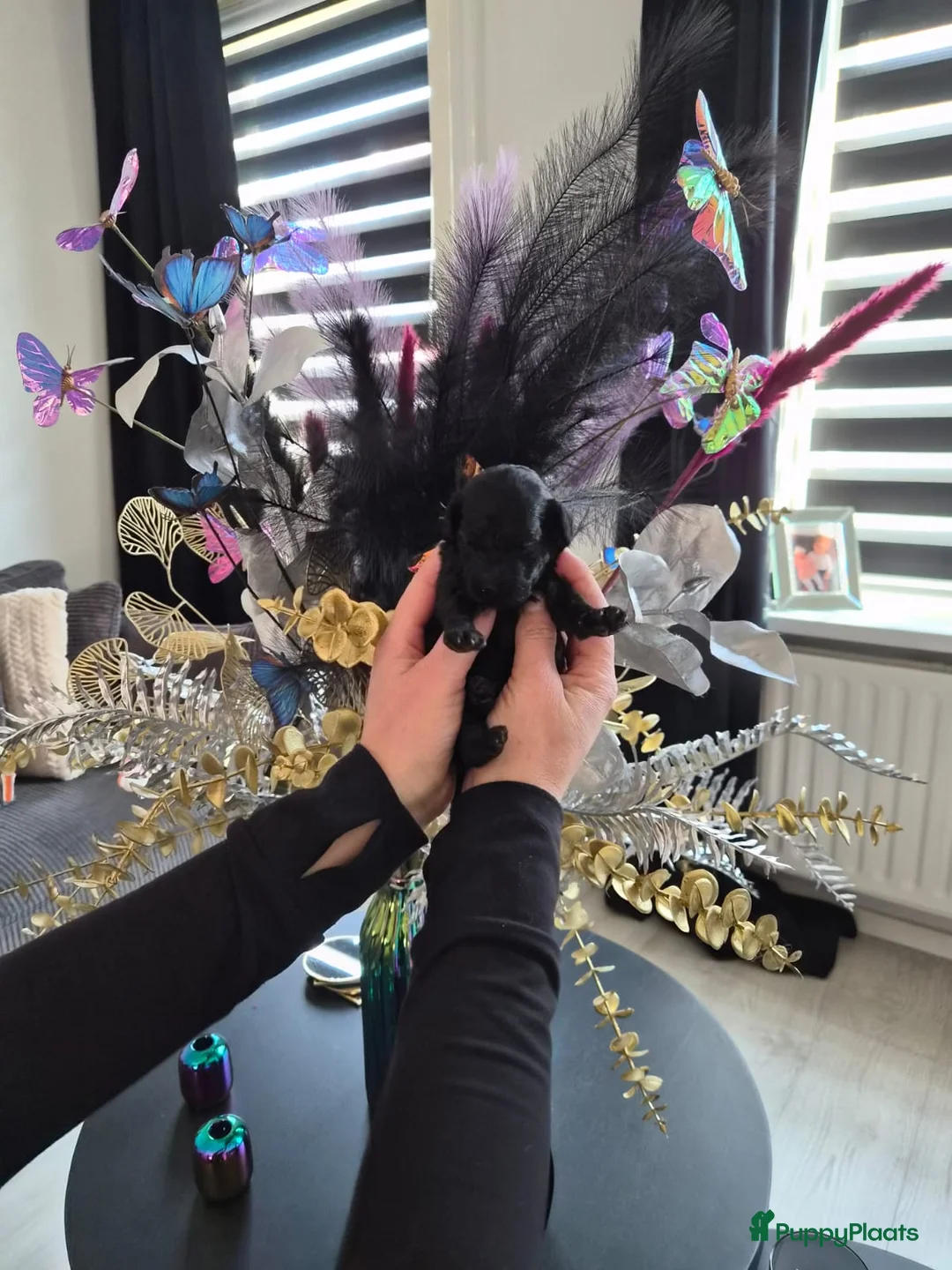 Poedel Toy honden te koop: Allerliefste toy teefje en Reutje 💞 - Advertentie 2