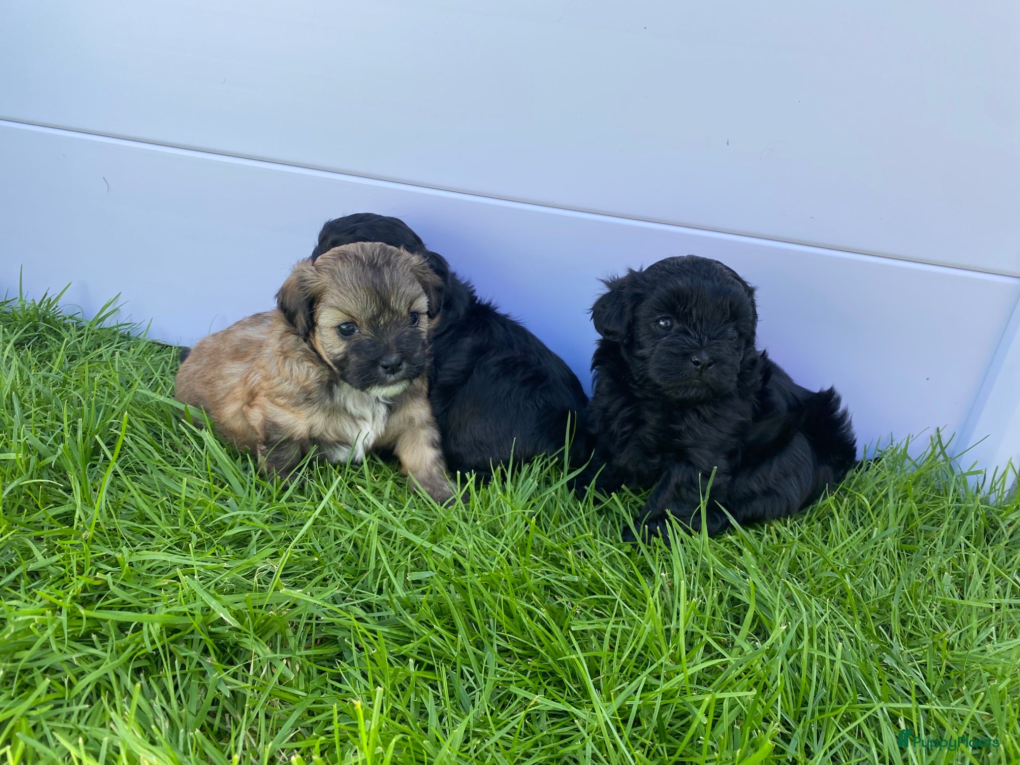 Shihpoo honden Prachtige shihpoo pups 1 reutje en 4 teefjes - Advertentie 1