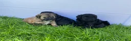 Shihpoo honden te koop: Prachtige shihpoo pups 1 reutje en 4 teefjes - Advertentie 1