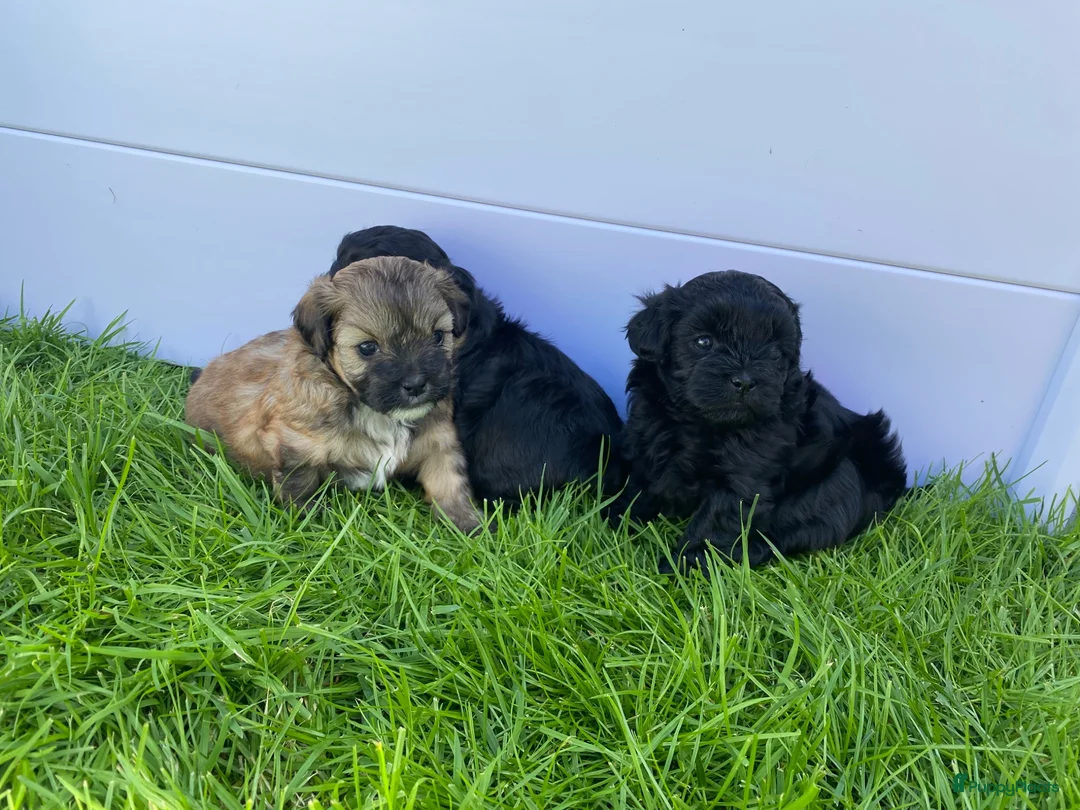 Shihpoo honden te koop: Prachtige shihpoo pups 1 reutje en 4 teefjes - Advertentie 1