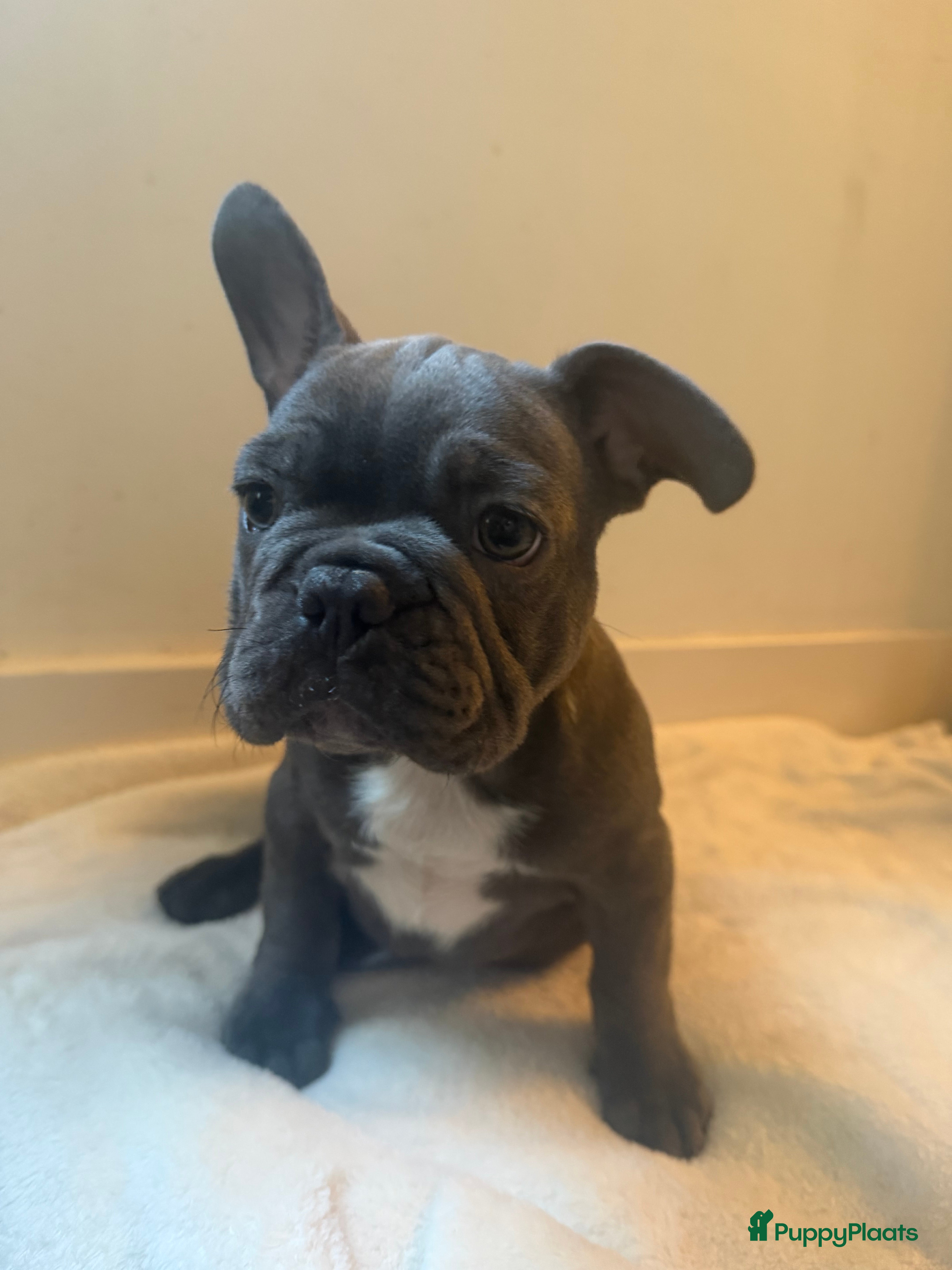 Franse Bulldog honden Prachtige Franse Bulldogs puppy’s  - Advertentie 2