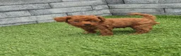 Poedel Toy honden te koop: Mooi abrikoos rood toy poedel reutje. - Advertentie 10