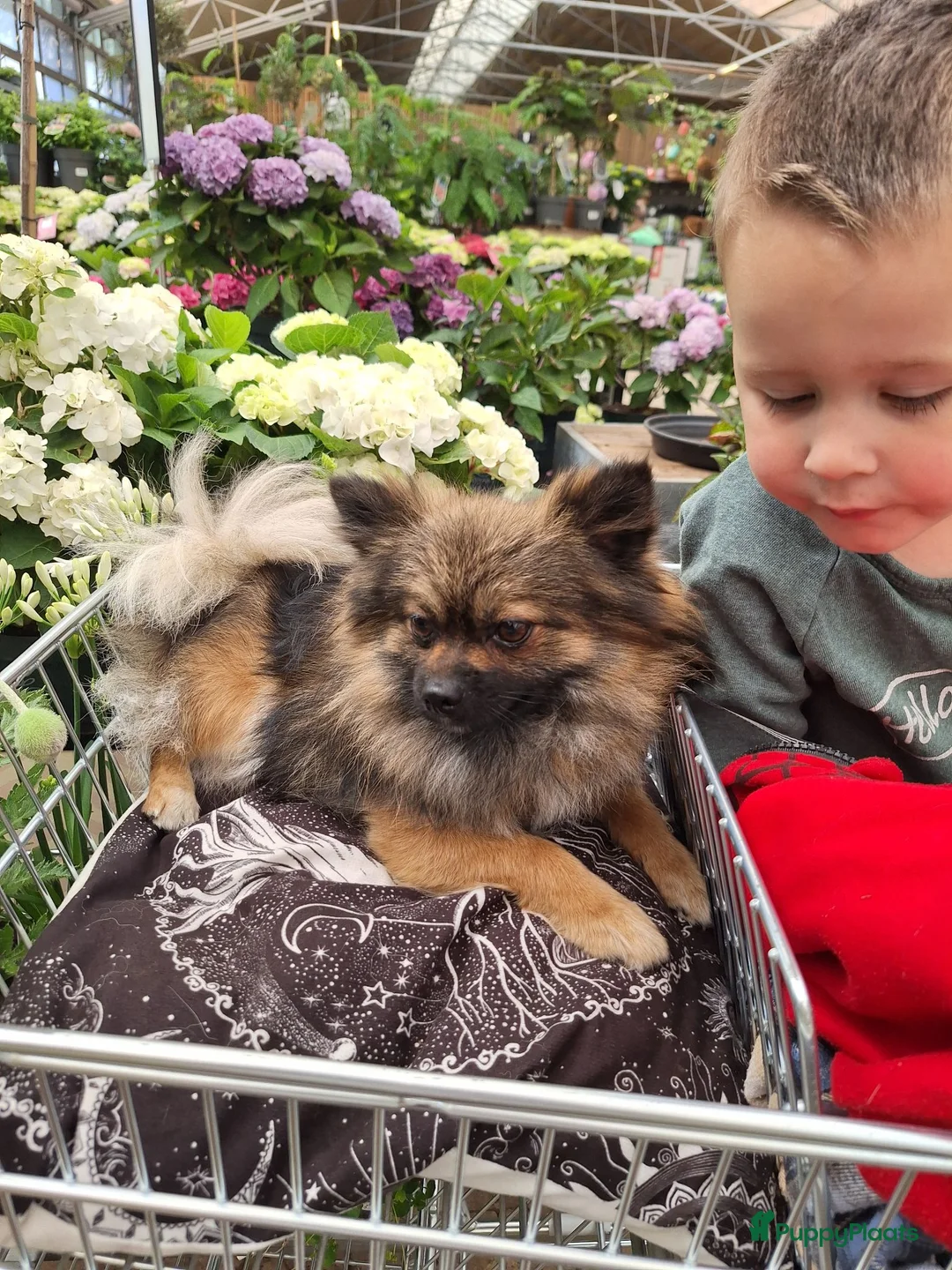 Pomeriaan honden ter dekking: Thor 🩵 Pomeranian / dwergkees dekreu - Advertentie 2