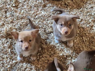 Kruising honden - Advertentie 7