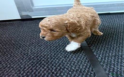 Labradoodle honden te koop: Prachtige Doodle - La Poodle pups te koop  - Afbeelding 3