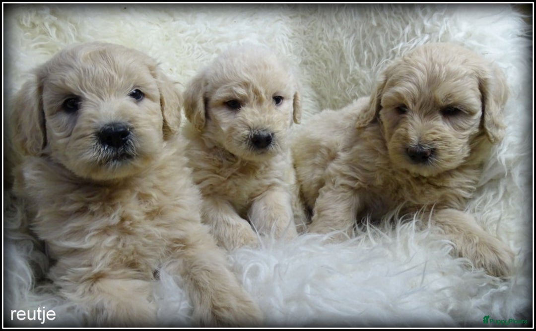Labradoodle honden te koop: Labradoodle +/- 50 cm. (27 dec het nest verlaten)  - Advertentie 13