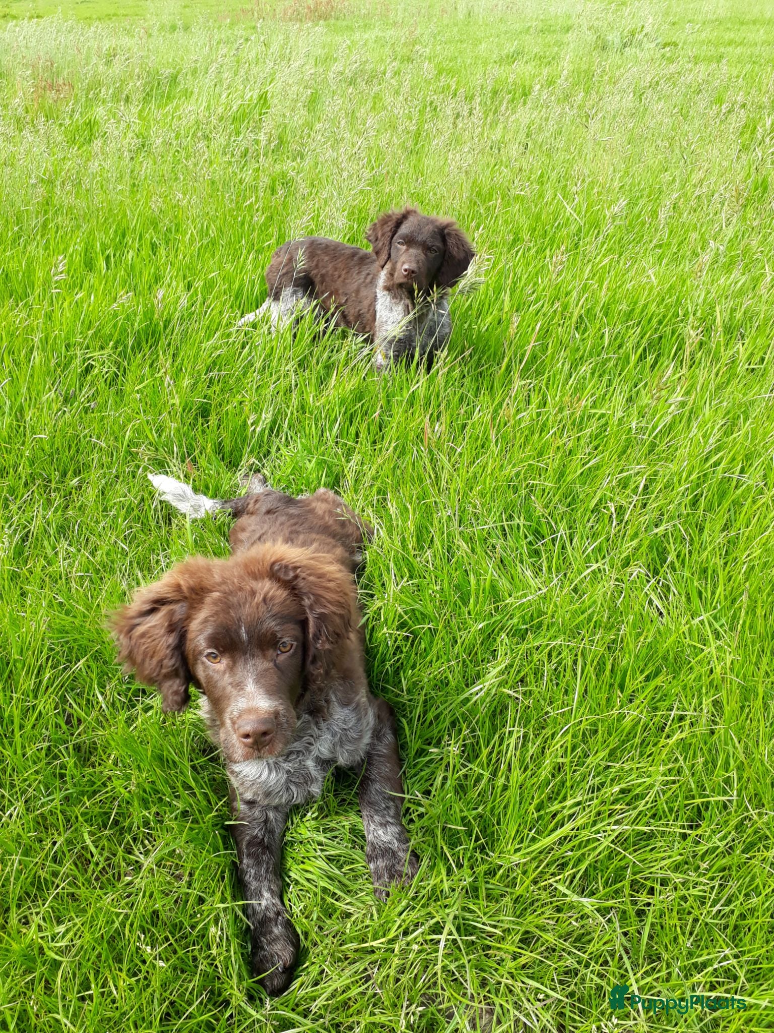 Friese Stabij honden Friese Stabij pups: Miep en Fedde - Advertentie 2