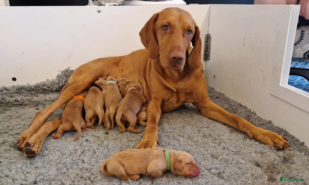 Vizsla korthaar honden te koop: Prachtge Vizsla's met stamboom - Advertentie 1