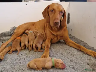 Vizsla korthaar honden Prachtge Vizsla's met stamboom - Advertentie 7