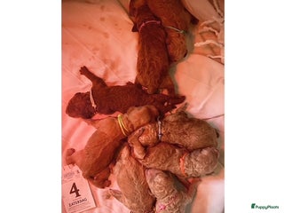 Labradoodle honden - Advertentie 21