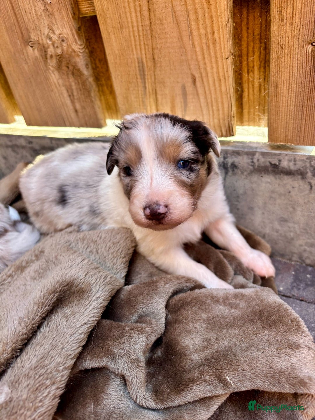 Australian Shepherd honden te koop: Mooie Australian shepherd pups in Bunschoten-Spakenburg - Afbeelding 17
