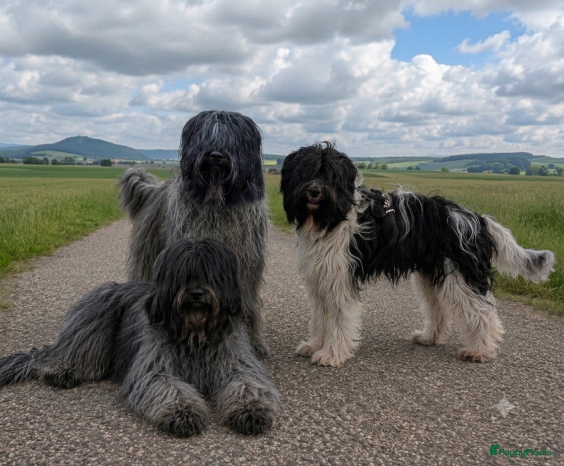Nederlandse Schapendoes honden Nederlandse schapendoes - Advertentie 2