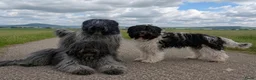Nederlandse Schapendoes honden te koop: Nederlandse schapendoes - Advertentie 1