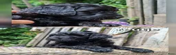 Labradoodle honden te koop: Labradoodle pups in 't Harde - Advertentie 5