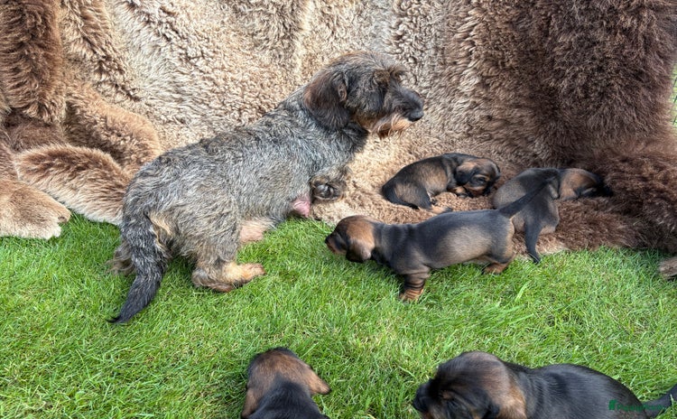 Ruwhaar Teckel honden - Advertentie 15