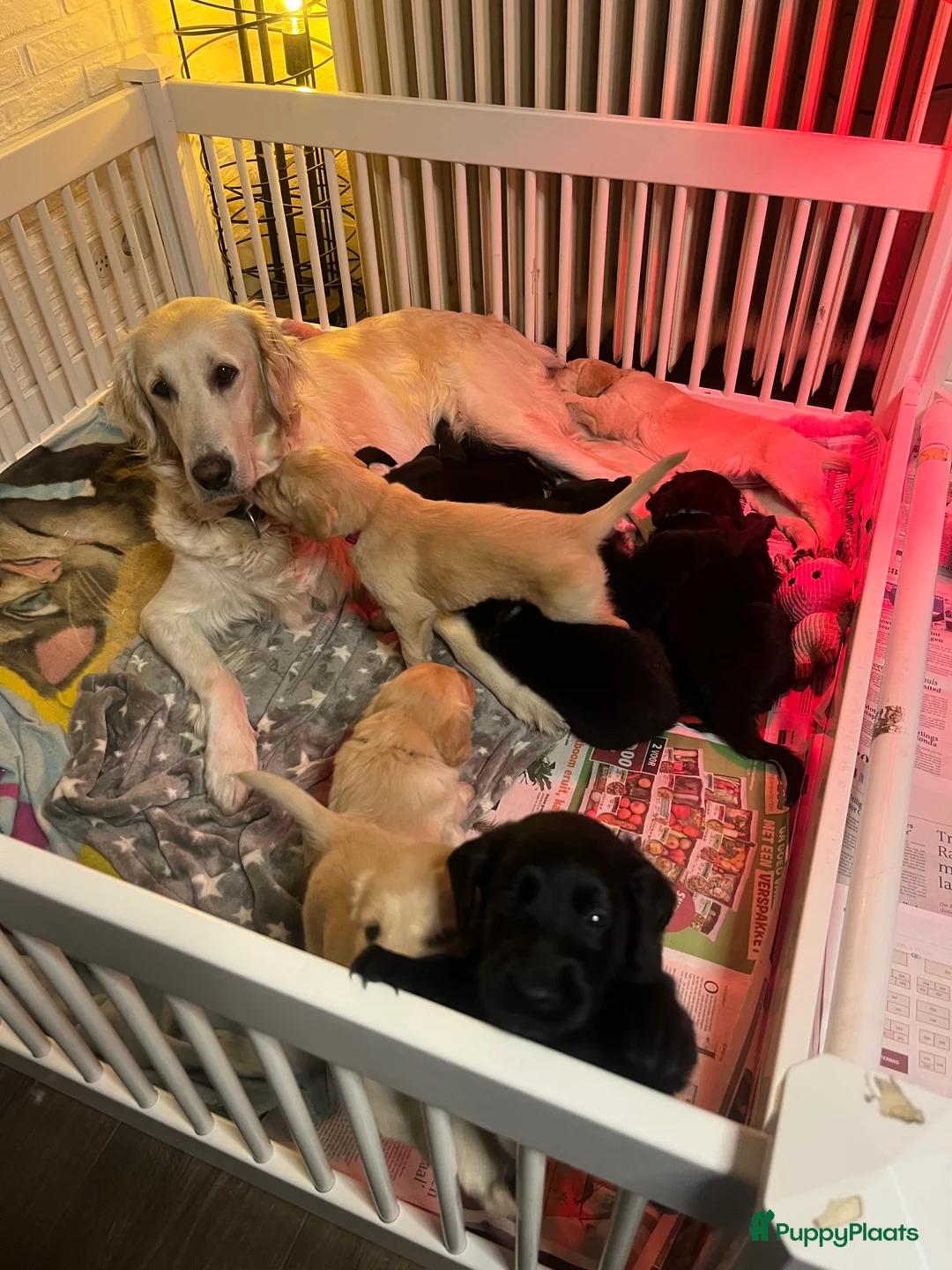 Flatcoated Retriever honden te koop: Flatcoated retriever pups in Coevorden - Advertentie 2