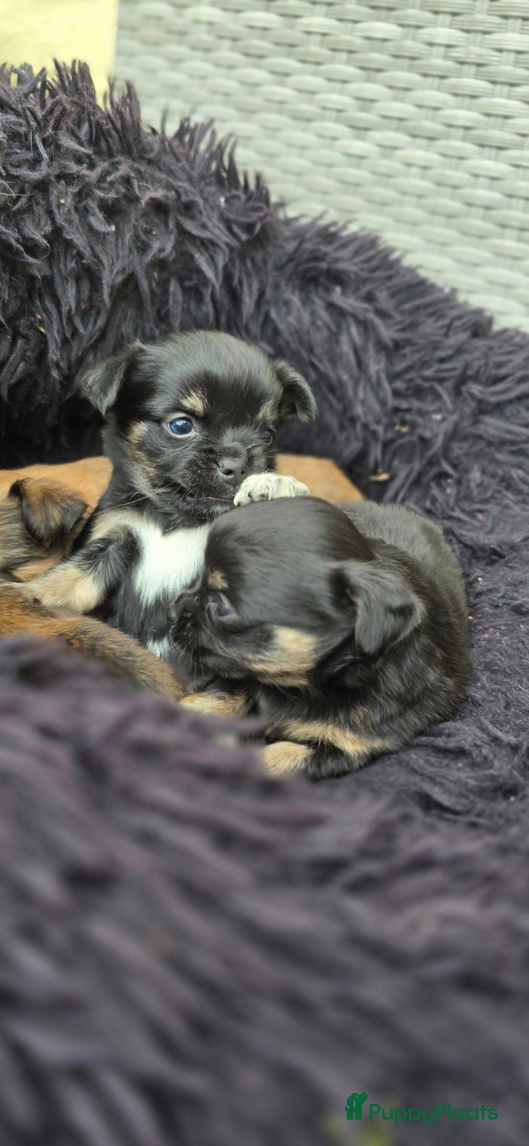 Chihuahua honden te koop: Chihuahua reutjes  - Afbeelding 6