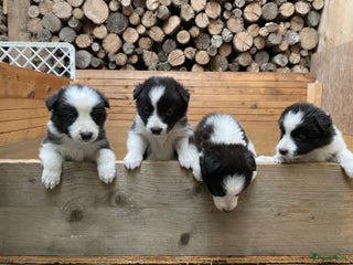 Border Collie honden - Advertentie 11