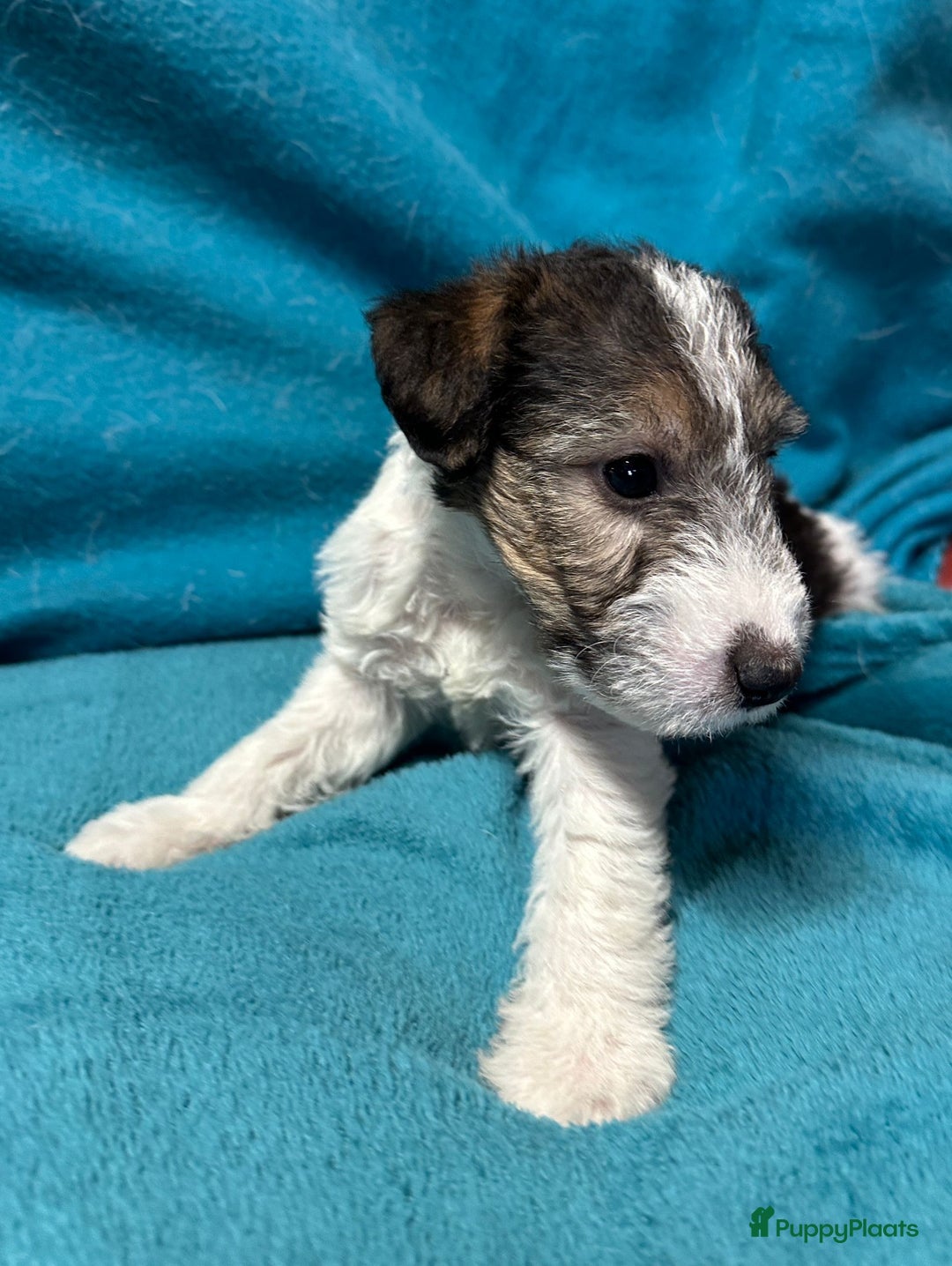 Fox Terriër Draadhaar honden te koop: Fox terrier draadhaar pups - Advertentie 6