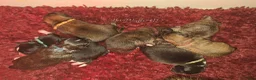 Pomsky honden te koop: Pomsky F1b puppys - Advertentie 9