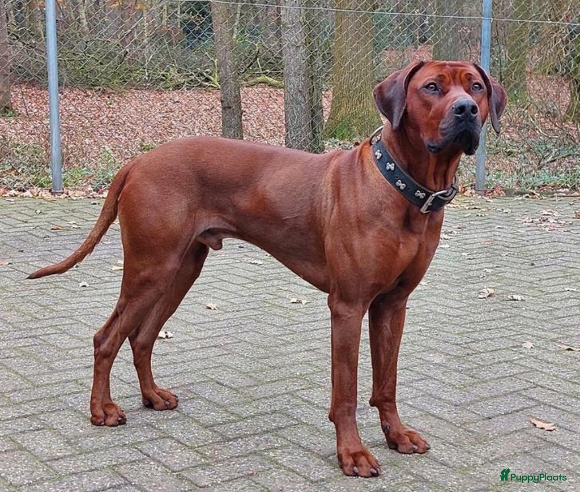 Rhodesian Ridgeback honden Pups verwacht 6 maart (België) - Advertentie 2