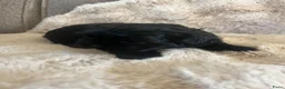 Shih Tzu honden te koop: Lieve Shih Tzu pups in Honselersdijk - Advertentie 14