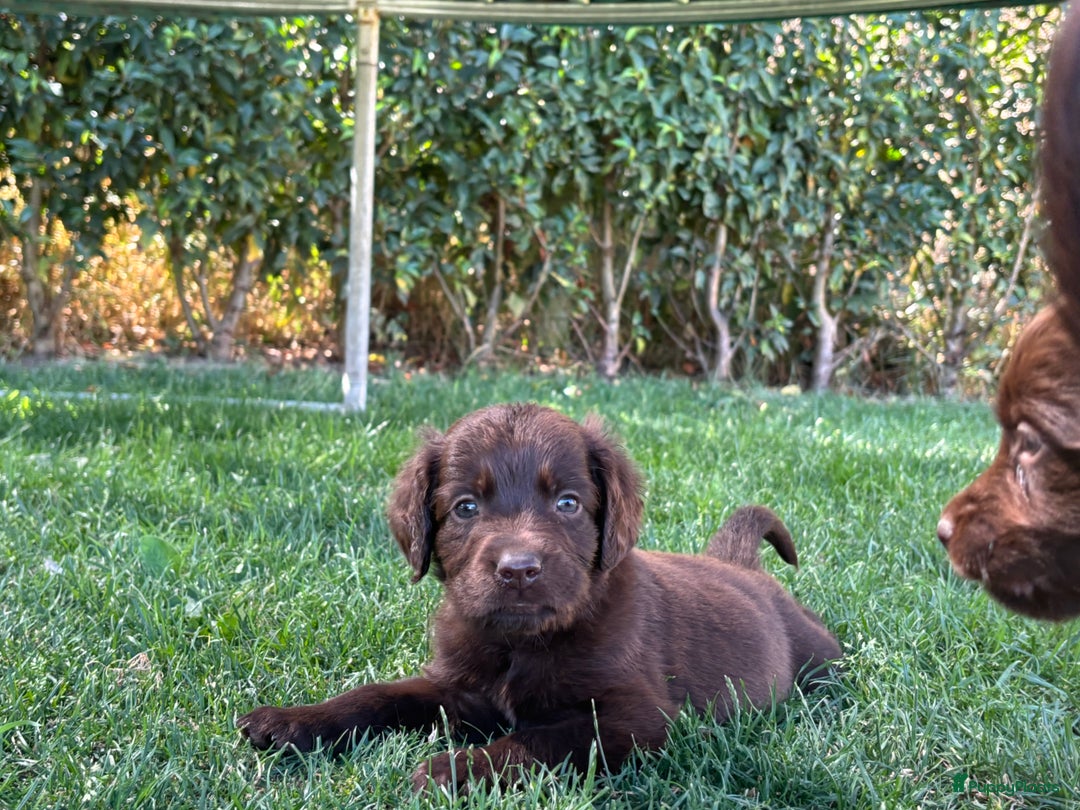 Duitse Staande Hond Langhaar honden te koop: Duitse staande langhaar pups  in Maastricht - Afbeelding 29