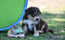 Australian Shepherd honden te koop: Australian Shepherd x Kelpie Pups in Maashees - Afbeelding 13