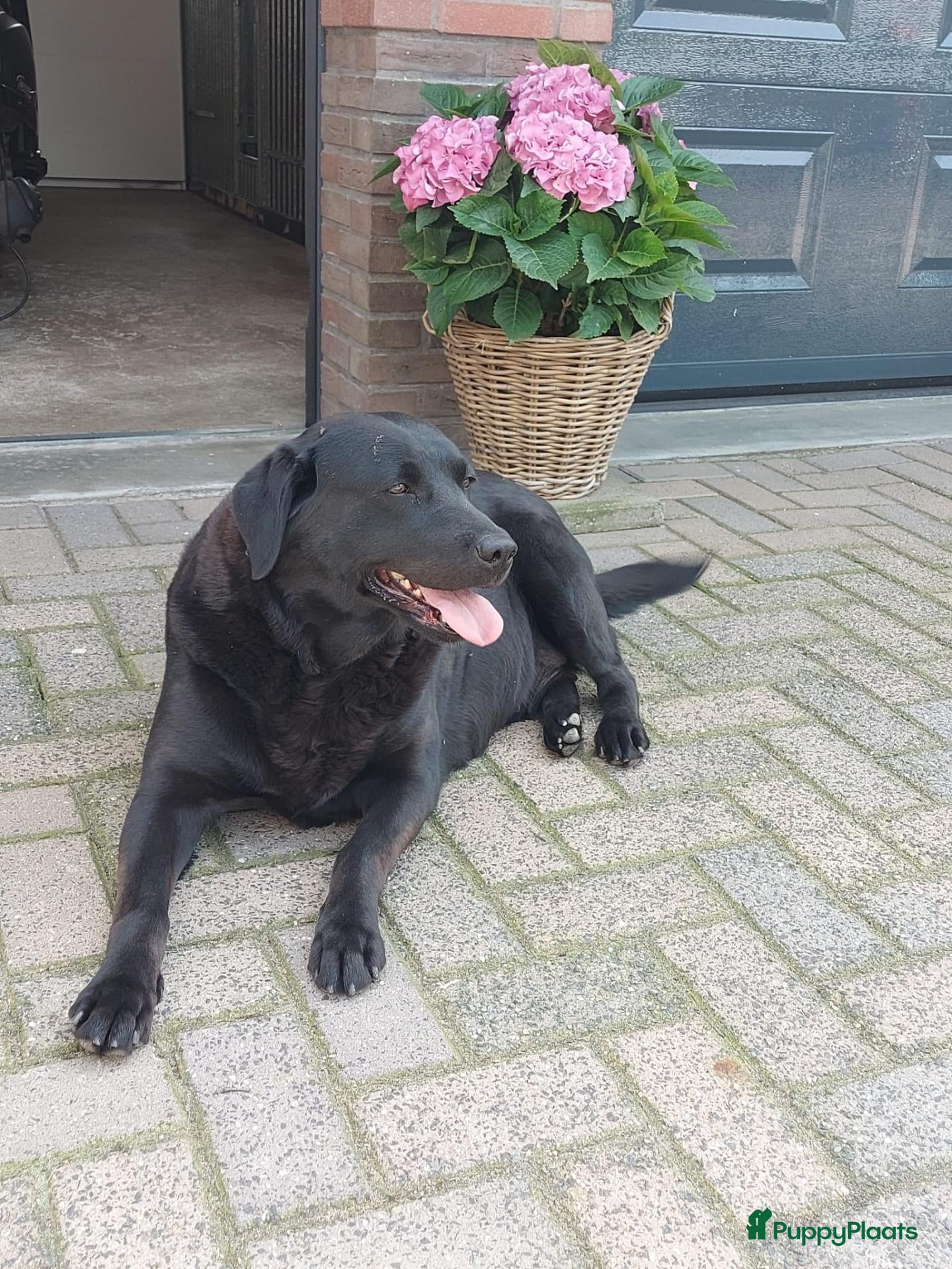 Labrador Retriever honden Te koop : Labrador Teef Herplaatser - Advertentie 3