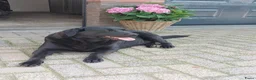 Labrador Retriever honden te koop: Te koop : Labrador Teef Herplaatser - Advertentie 1
