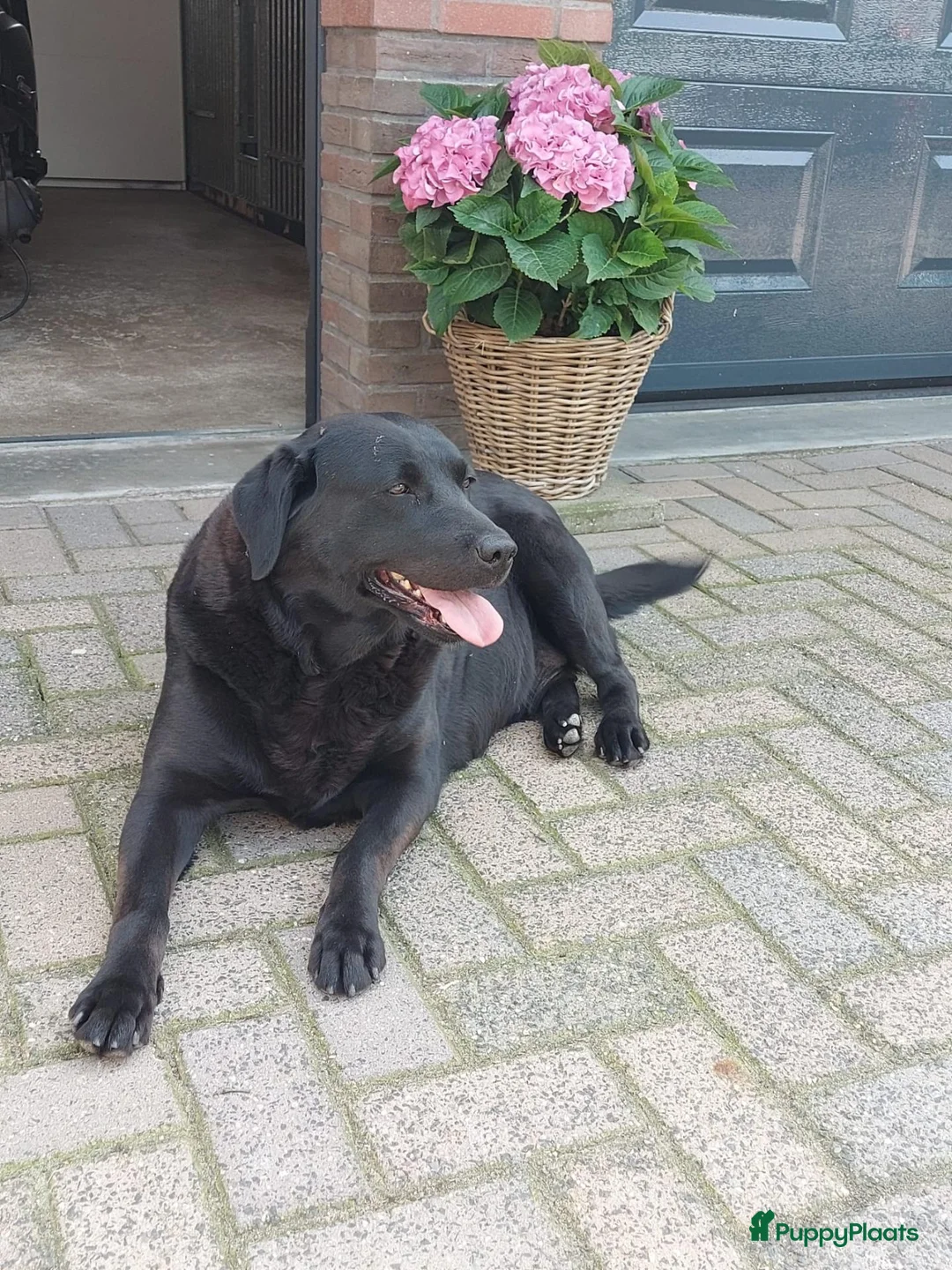 Labrador Retriever honden te koop: Te koop : Labrador Teef Herplaatser - Advertentie 1