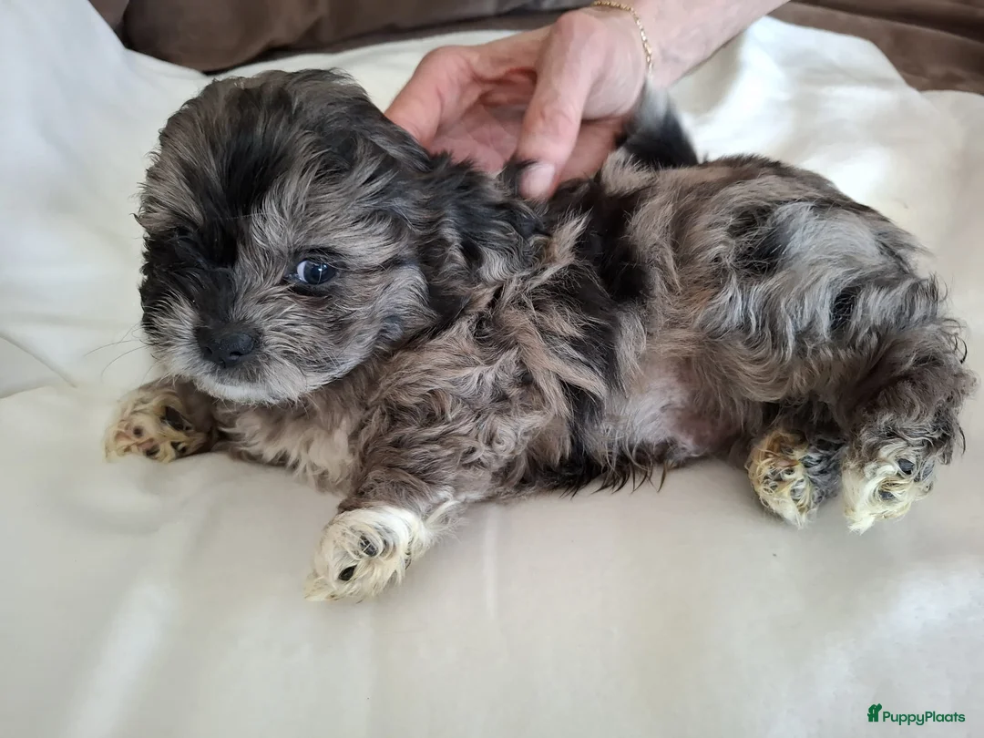 Boomer honden te koop: Drie mooie boomer reutjes  - Advertentie 6