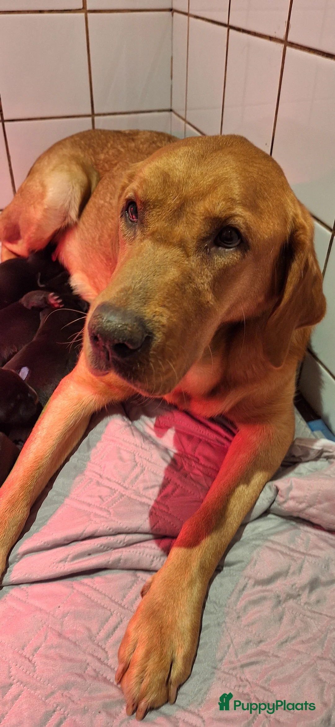 Labrador Retriever honden te koop: Gezonde en liefdevolle labrador pups - Advertentie 6