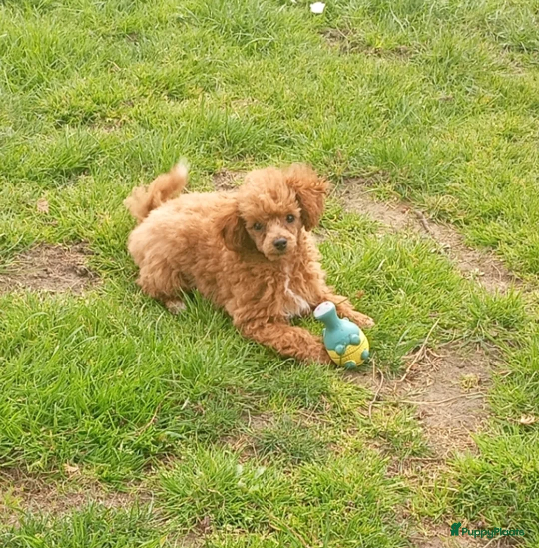 Poedel Toy honden te koop: Super mooi en lief toy poedel teefje in Nuth - Advertentie 1