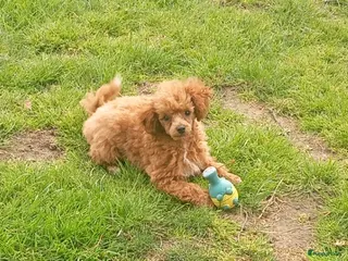 Poedel Toy honden Super mooi en lief toy poedel teefje - Advertentie 1