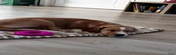 Kruising honden te koop: Lieve Tala zoekt een nieuw thuis - Advertentie 10