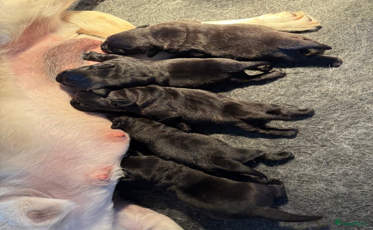 Labrador Retriever honden - Advertentie 2