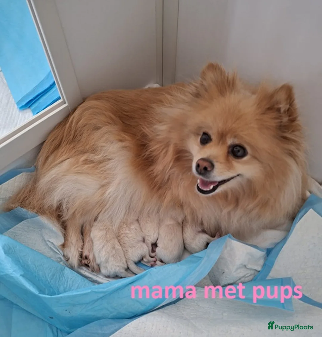 Pomeriaan honden te koop: Pomeriaanpups - Advertentie 2