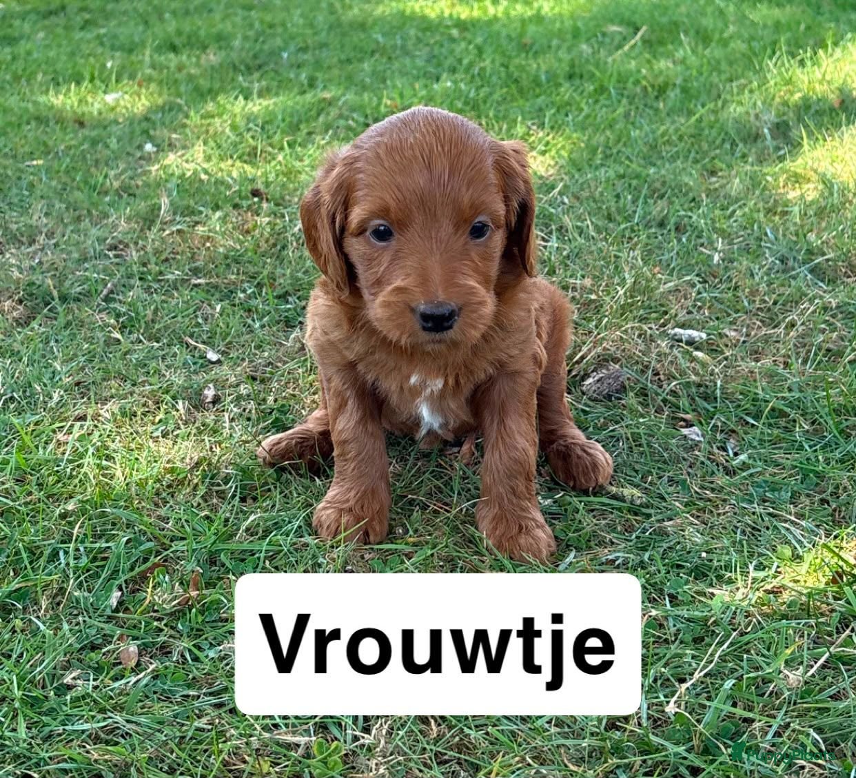 Goldendoodle honden Goldendoodles F1B - Advertentie 2