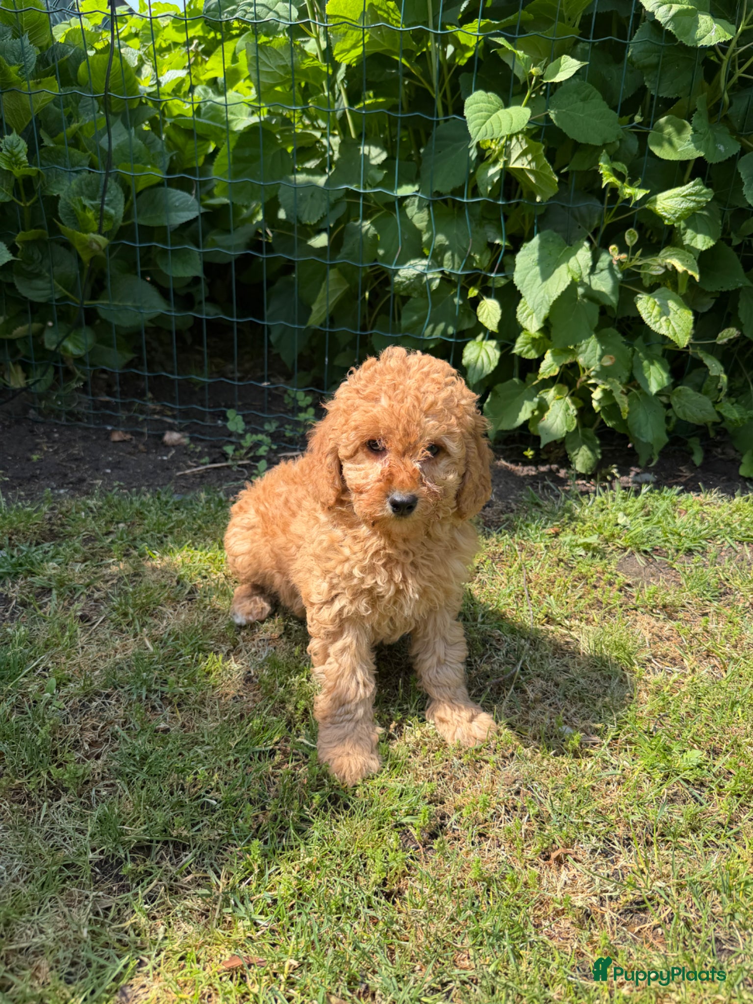 Labradoodle honden te koop: Mini Doodle (Dwergpoedel x Labradoodle) - Advertentie 14