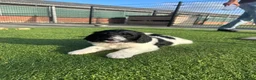 Kruising honden te koop: Kruising pups Doodle x Duitse stadoodle in Broeksterwald - Advertentie 13