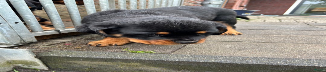 Rottweiler Puppy 2