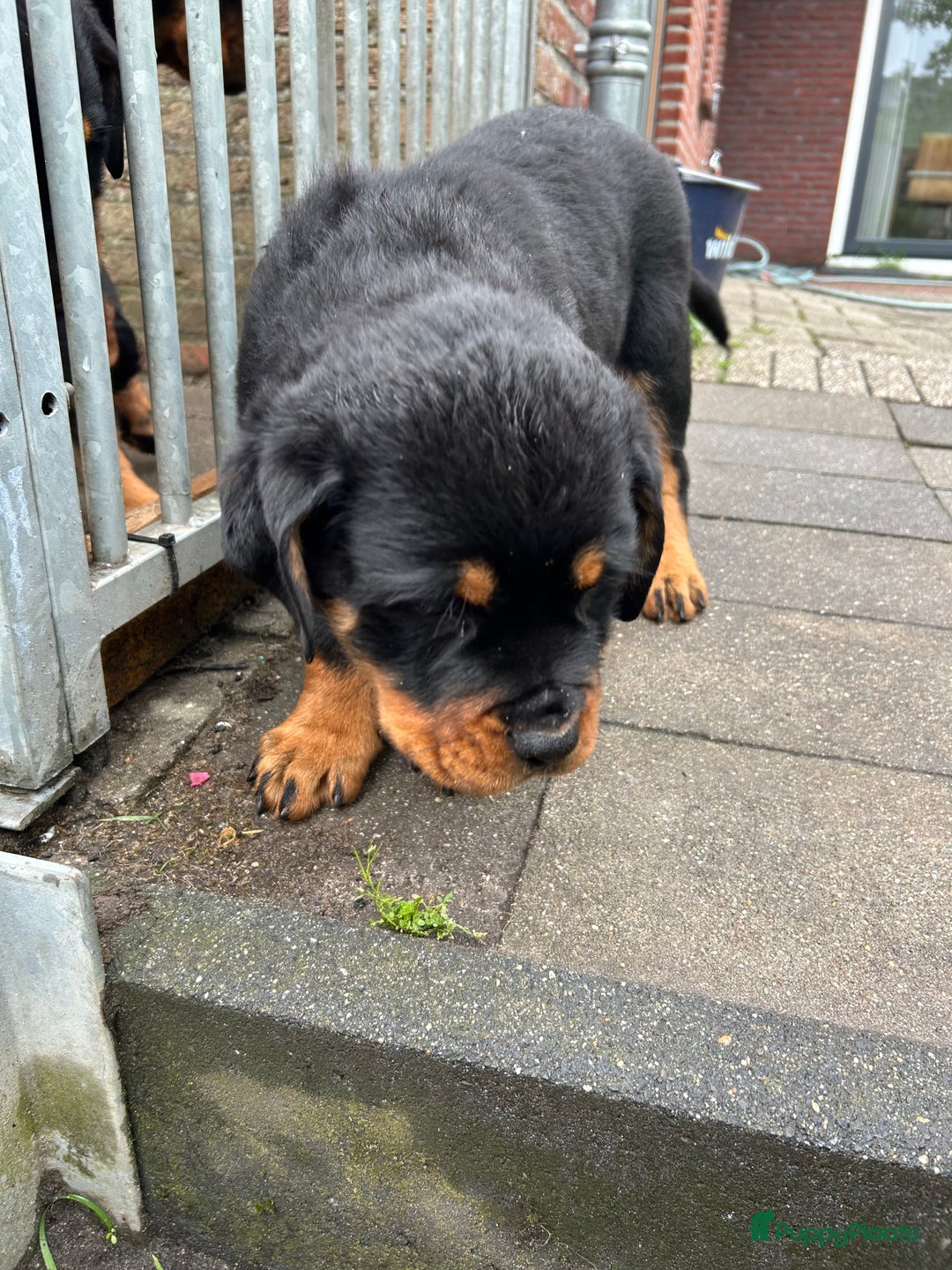 Rottweiler honden te koop: Rottweiler puppy met stamboom in IJsselmuiden - Afbeelding 10